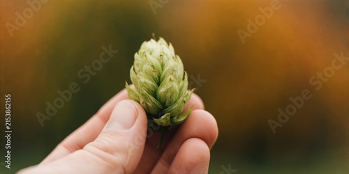 Fresh green hop cone held carefully in a hand representing craft beer brewing and agriculture ingredient concepts