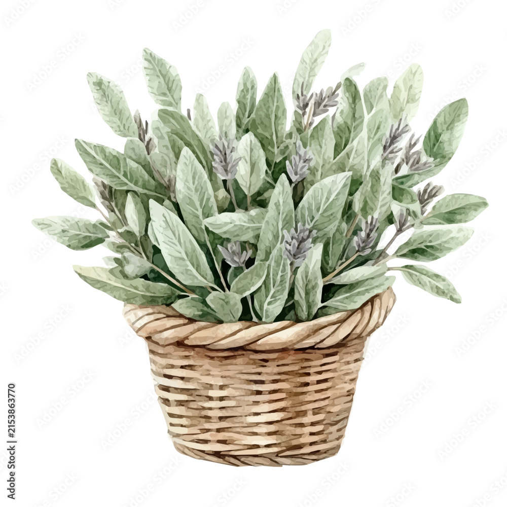 Obraz premium Sage Bouquet In A Basket, colorful watercolor painting with bold outlines, isolated on a white background.