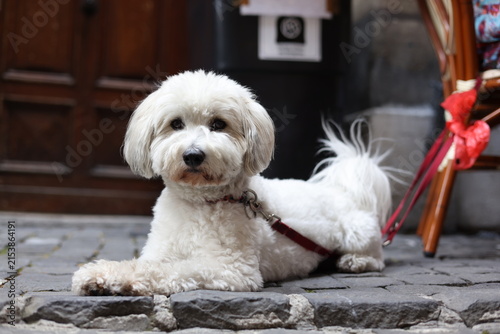 Bild auf Leinwand Petit chien blanc de type bichon couché devant une boutique