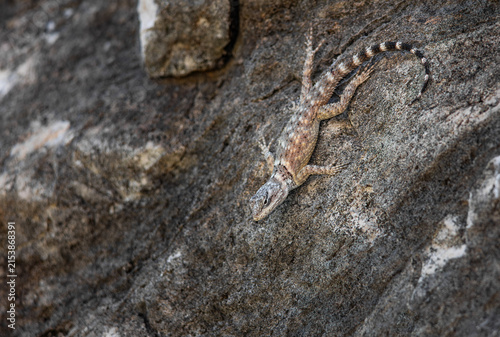 Northern spiny lizard clinging to a cliff face just outside the entrance to Carlsbad Caverns, New Mexico 