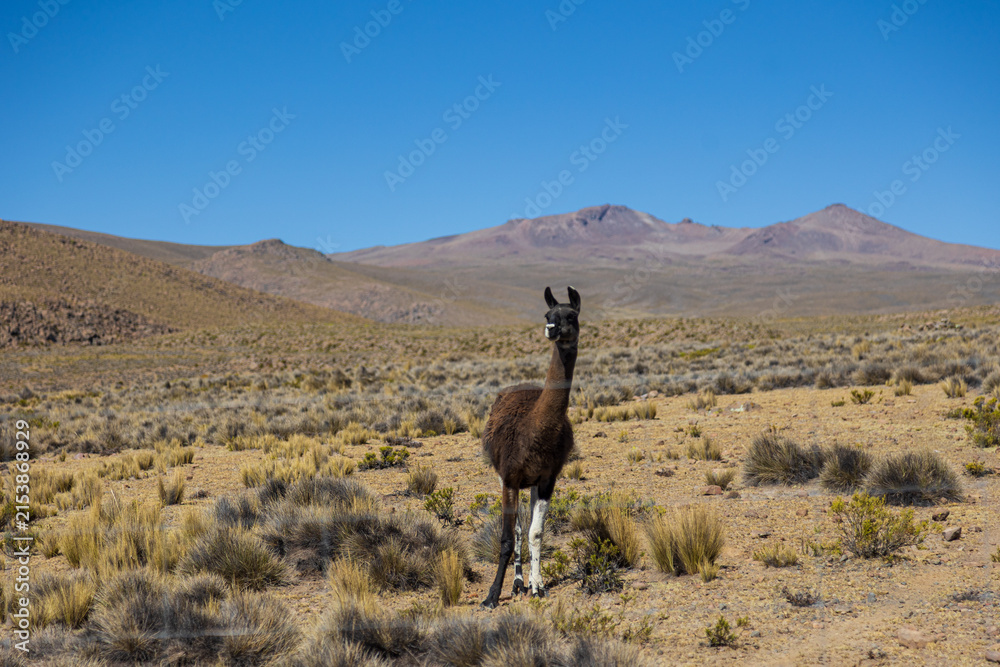 Obraz premium Llama grazing in the highlands of Arequipa, Peru
