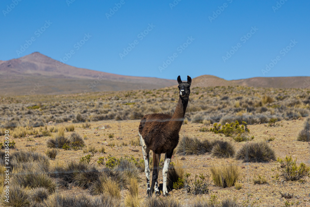 Obraz premium Llama grazing in the highlands of Arequipa, Peru