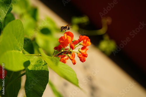 Foto close up of flowers in bloom of  scarlet runner bean (Phaseolus coccineus) with insect
