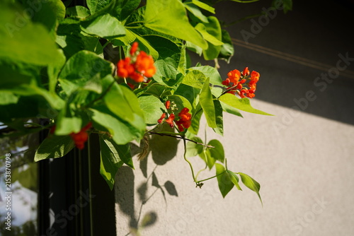 Bild auf Leinwand close up of flowers in bloom of  scarlet runner bean (Phaseolus coccineus)