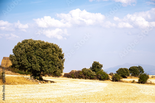 Rural Landscape with Trees, Hay Bales and Mountains in Summer