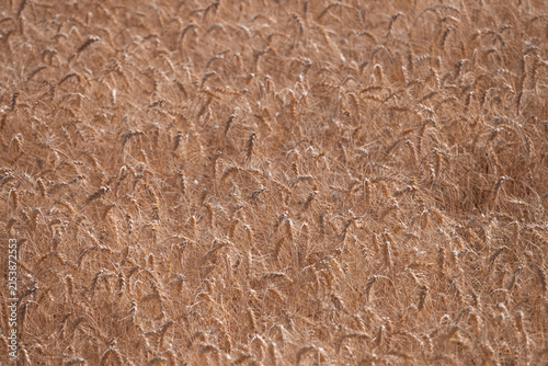 Full Frame Golden Wheat Field Texture Background