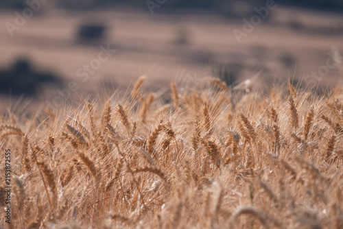 Golden Wheat Field Ready for Harvest in Countryside