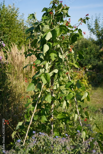 Konstfotografi A flowering scarlet runner bean (Phaseolus coccineus) climbing vigorously on a support, covered with clusters of vivid scarlet-red flowers