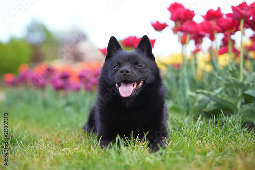 Obedient and cute Schipperke dog posing outdoors lying down on a green grass near colorful tulip flowers in spring