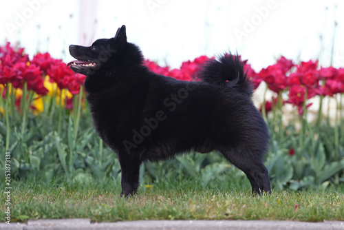 Obedient Schipperke dog posing outdoors standing on a green grass near colorful tulip flowers in spring