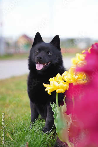 Adorable Schipperke dog posing outdoors sitting on a green grass near yellow and red tulip flowers in spring