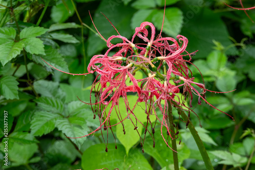 Fotografía Vibrant Red Spider Lily Flowers Adorned with Raindrops