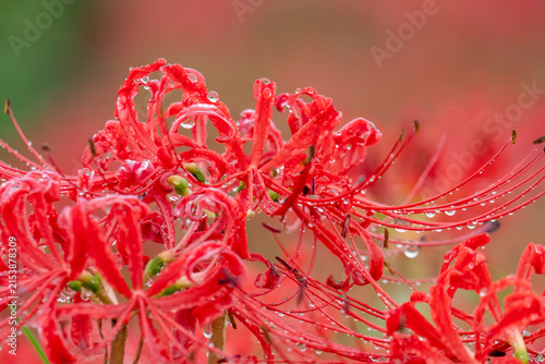 Photography Vibrant Red Spider Lilies with Fresh Raindrops in Autumn