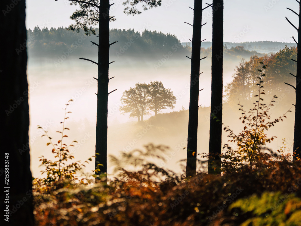 Fototapeta premium Misty autumn morning landscape with fog and trees silhouettes peaceful