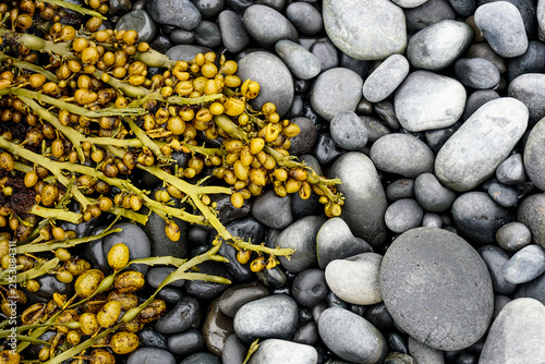 View of vibrant yellow-brown seaweed resting on smooth dark grey pebbles along the rocky coastline of Iceland.