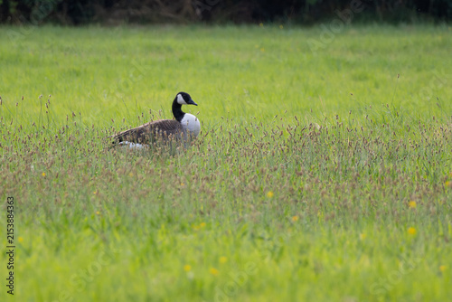 Fotografía Canada goose standing in tall green grass in the meadow