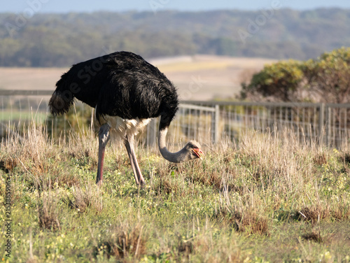 Canvas Print An ostrich grazing in grassland