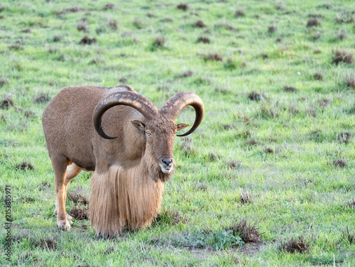 Canvastavla Barbary sheep standing in grassland; facing camera
