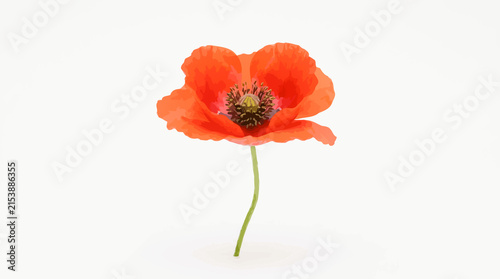 Single red poppy flower on a clean white background with wildflower, solitary