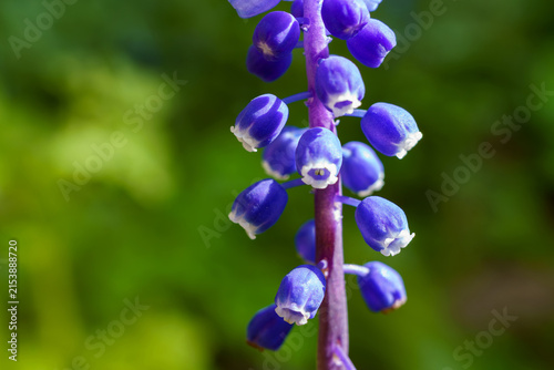 Lupine flowers grow on a tall stem in a garden during spring season