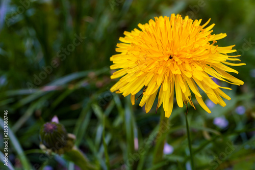 Close view of a yellow dandelion flower in a garden setting during springtime