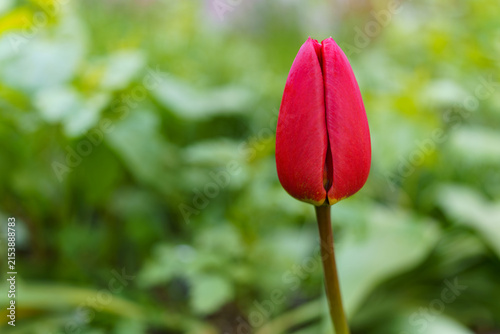 Bright red tulip bud in a garden during spring season