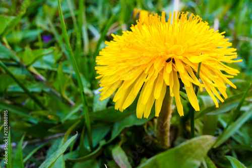 Bright yellow dandelion standing tall in grassy field during sunny day