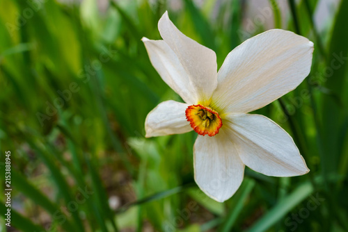 Flower blooming in a garden on a sunny day