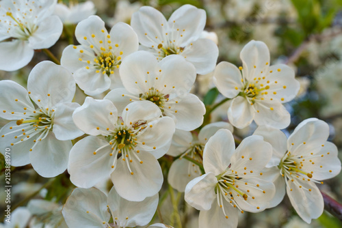Cherry blossoms bloom in spring, showcasing delicate white flowers