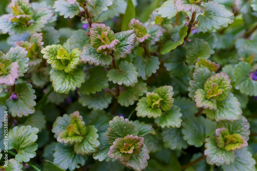Outdoor scene with green plants growing in a garden during the day
