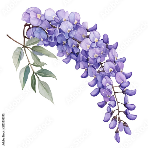 watercolor painting of Wisteria Branch, isolated on a white background.