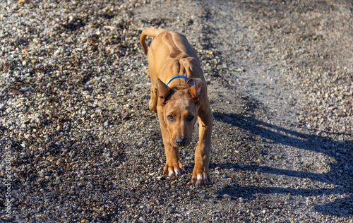 Rhodesian Ridegback puppy, 12 weeks old, running on beach.