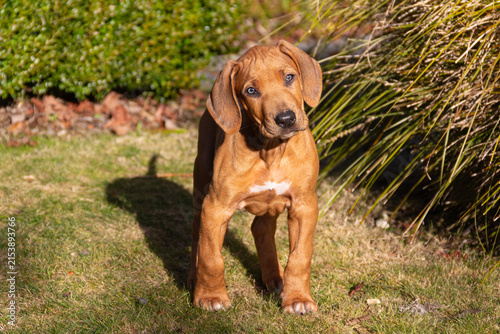 Cute 8-week-old Rhodesian Ridgeback puppy tilting head, showcasing transitioning steel-blue eyes due to developing puppy melanin pigment.
