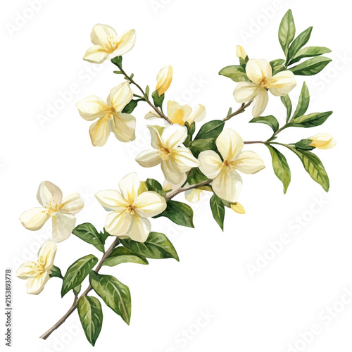 watercolor of Winter Jasmine Branch illustration graphic, isolated on a white background.