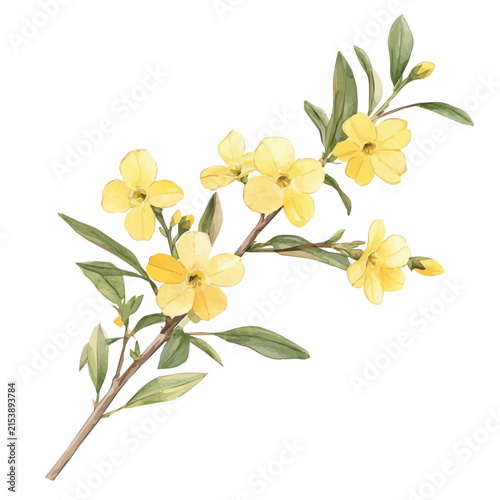Winter Jasmine Branch, watercolor clipart showcasing whimsical details and harmonious color flow, isolated on a white background.