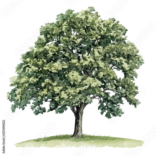 Walnut Tree, watercolor painting capturing graceful lines and soft blended shades, isolated on a white background.