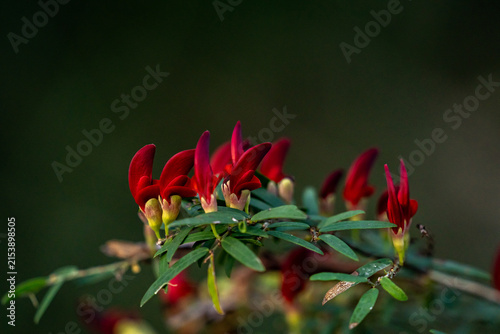 фотографія Red pea flowers blooming on a native plant with green foliage and soft natural b