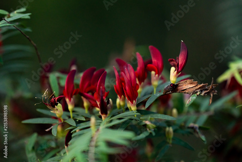 Принти на полотні Red pea flowers blooming on a native plant with green foliage and soft natural b