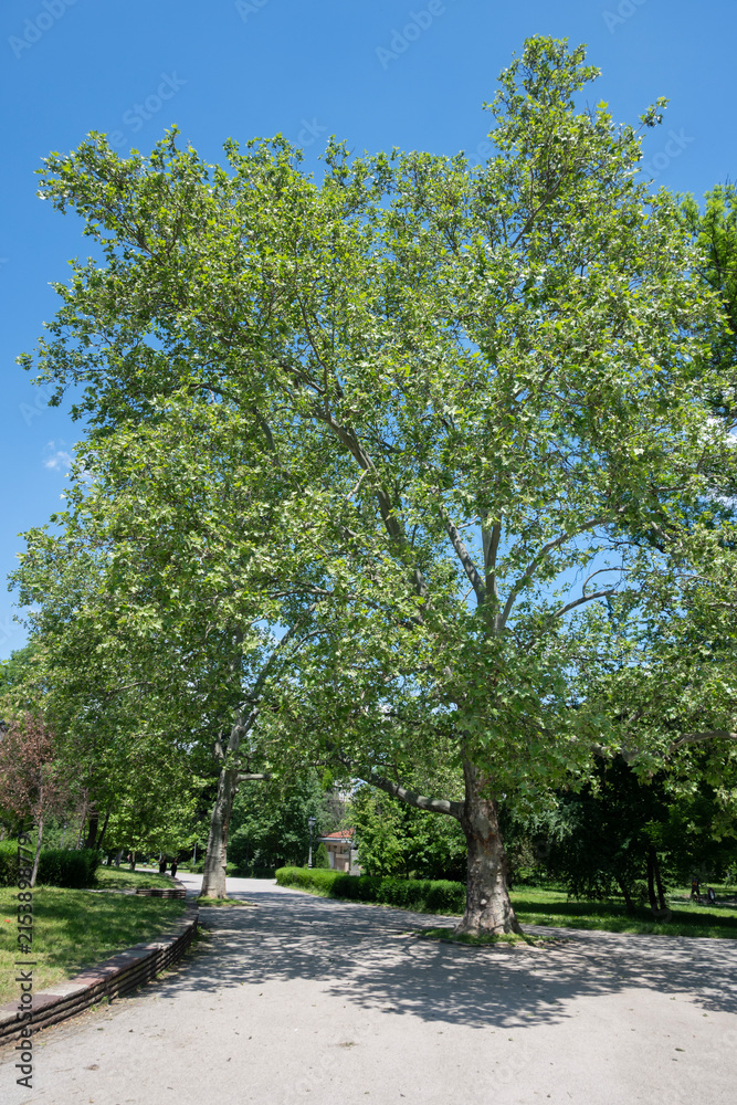 Obraz premium Landscape of Borisova gradina in city of Sofia, Bulgaria