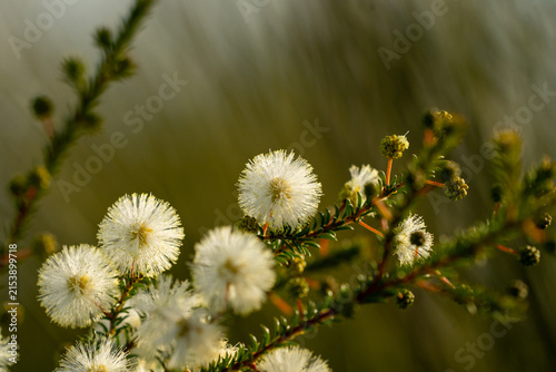 Yellow wattle flowers blooming on an Australian native plant with soft natural background