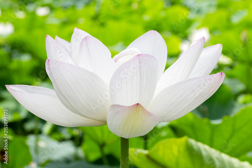 Pale pink lotus flower in full bloom rising above lush green leaves on a sunny summer day in South Korea.
