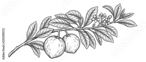 Foto Isolated botanical illustration of fruit on a branch