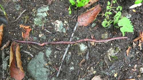 Macro earthworm crawls over moist soil, revealing segmented annelid body texture.