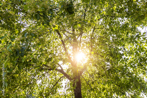 Fotografie Bright sunlight filters through the lush green leaves of a tall tree, creating a warm natural backlight effect in an outdoor setting