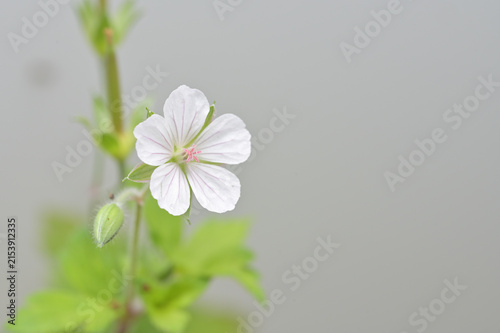 Obraz na płótnie 可憐に咲くゲンノショウコの花（白花・薬草・野草・マクロ撮影）