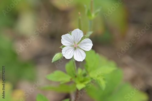 Obraz na płótnie 可憐に咲くゲンノショウコの花（白花・薬草・野草・マクロ撮影）
