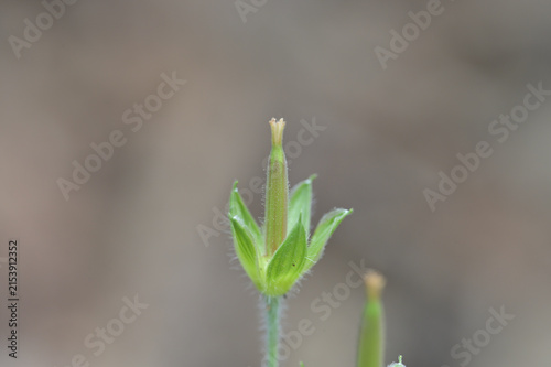 Cuadro en lienzo 結実したゲンノショウコの果実（みこしぐさ・果実の成長・植物の生態）