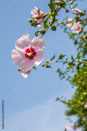 Pink rose of sharon blooming against clear blue sky in South Korea.