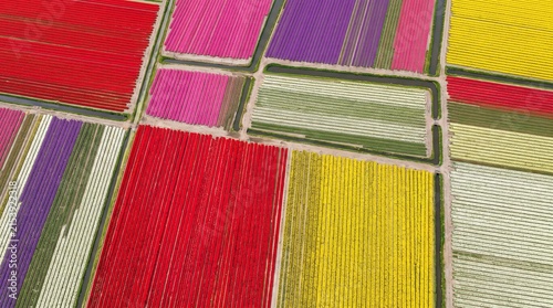 Dutch tulip color blocks paint the flat landscape in vivid bold hues in 19:6 ultra-wide nadir — Netherlands floral agriculture as extraordinary panoramic color art.