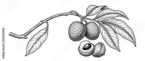 Vintage Illustration of Lychee Fruit on Branch